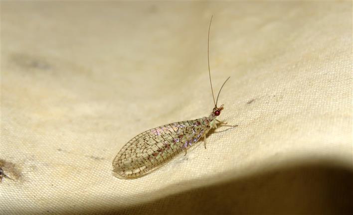 Chrysopidae:   Pseudomallada venosus